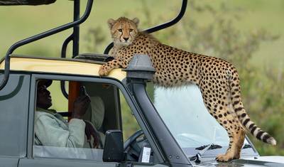 16 Dias: O Melhor da Savana Africana e Férias de Praia em Zanzibar — 2