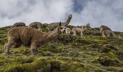 Peru Multisport — 2