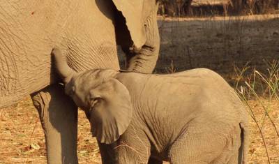 Victoria Falls & Hwange, 6 Days Safari Experience — 5