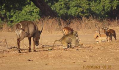 8 days Ultimate Victoria Falls, Chobe national park & Hwange — 4