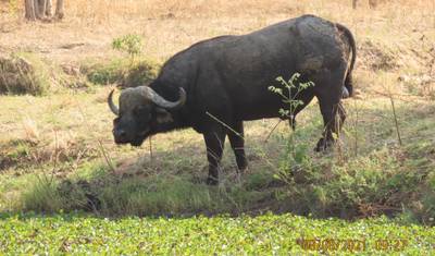 8 days Ultimate Victoria Falls, Chobe national park & Hwange — 5