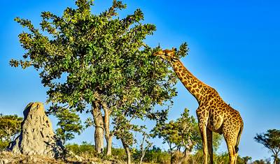 Tailor-Made 12 Days Best Zimbabwe Safari Tour, Daily Start & Private Driver Guide — 3