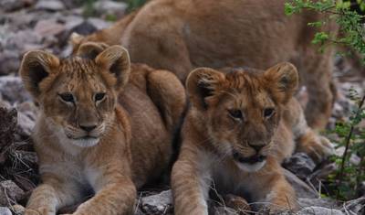 Pacote de 8 Dias Terras Altas de Ngorongoro e Serengeti — 2