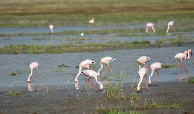 Pacote de 8 Dias Terras Altas de Ngorongoro e Serengeti — 5
