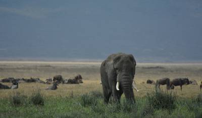 Ostateczna ucieczka: 5-dniowe safari kempingowe w Tanzanii — 2