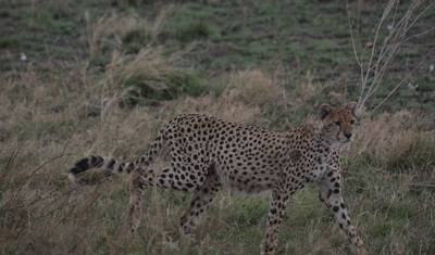 Ostateczna ucieczka: 5-dniowe safari kempingowe w Tanzanii — 4