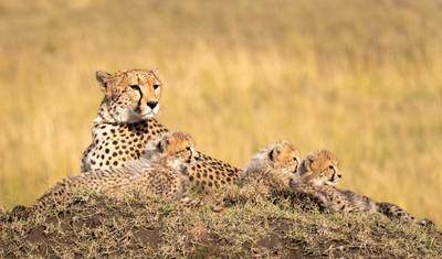Kenya Private Safari with Amboseli National Park — 5