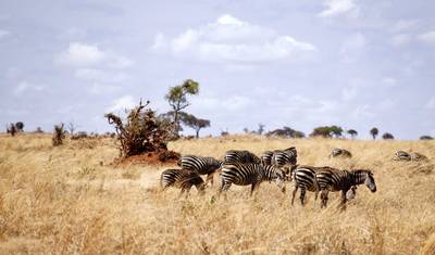 Tanzania Private Safari — 3