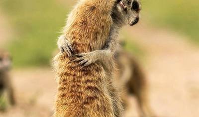 Serengeti National Park 2 Days Tanzania (all accommodation and transport are included) — 4