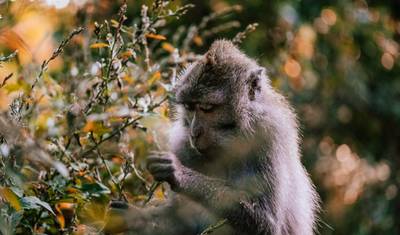 Bali Experience - 9 Days — 2