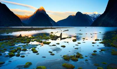 Independent Naturally New Zealand with Sydney — 3