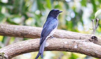 Bird Watching Tour in Sri Lanka — 3