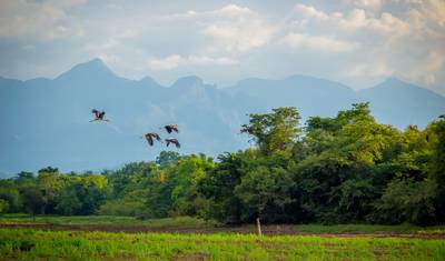 Bird Watching Tour in Sri Lanka — 2