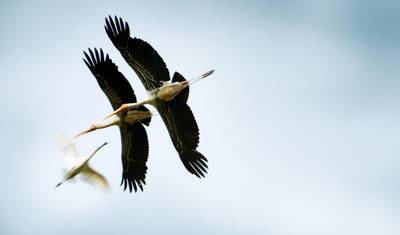 Bird Watching Tour in Sri Lanka — 4