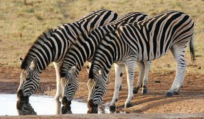 The Plains of Africa Kenya Wildlife Safari (Nairobi to Amboseli) (2026) — 5
