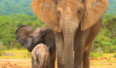 The Plains of Africa Kenya Wildlife Safari (Nairobi to Amboseli) (2026) — 3