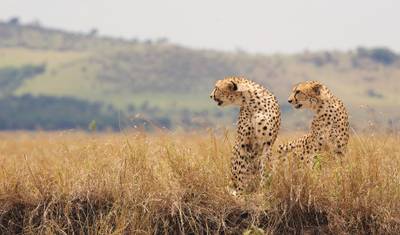The Plains of Africa Kenya Wildlife Safari (Nairobi to Amboseli) (2026) — 2