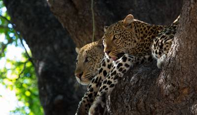 1-dniowe Safari Maasai Mara - Pakiet drogowy — 4