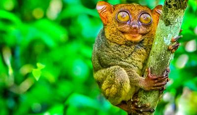 Filipinas Personalizadas: 12 Dias de Passeio entre Ilhas, Hotéis de Luxo 4 Estrelas (Tour Privado) — 4