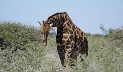 Safari po Najważniejszych Atrakcjach Namibii 15 Dni / 14 Nocy — 3