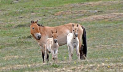 Steppe Heritage - 4 Days — 5