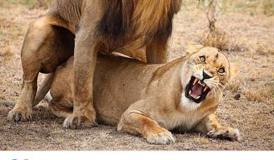 5 dni Kenia i Tanzania najlepsze połączone Safari — 4