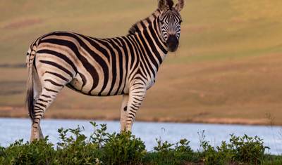 Day Trip to Mkomazi National Park — 2
