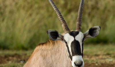 Day Trip to Mkomazi National Park — 4