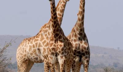 Day Trip to Mkomazi National Park — 5