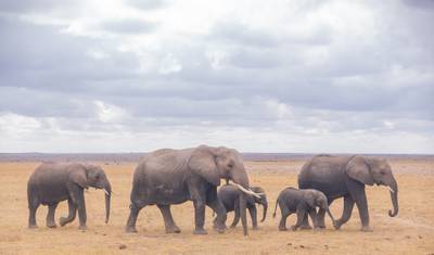 Affordable Kenya Tanzania Safari — 3