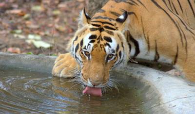 Wildlife  Kanha & Bandhavgarh National Park Safari All inclusive — 2