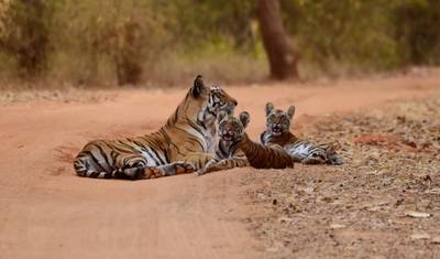 Wildlife  Kanha & Bandhavgarh National Park Safari All inclusive — 3