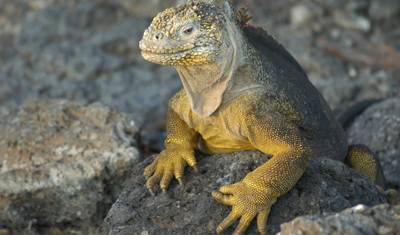 Ekwador i Wyspy Galapagos — 5