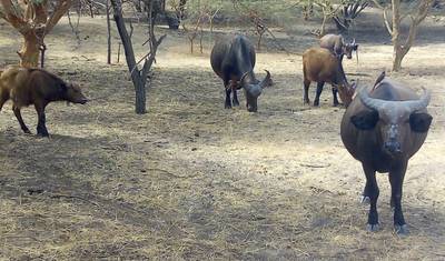 SeneGambia Adventure Safari (komfort) 17 dni 16 nocy — 5