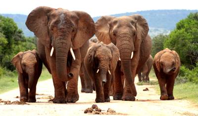南アフリカ：野生動物、ガーデンルート＆マザ―シティ ケープタウン — 4