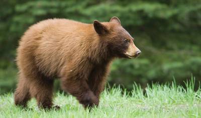 Descoberta do Alasca — 3