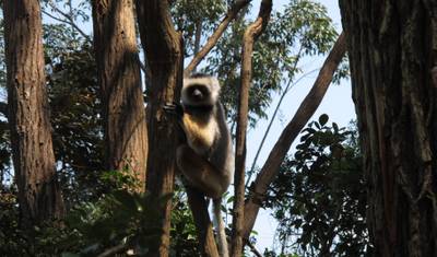 Excursão de 11 Dias ao Leste de Madagascar — 2