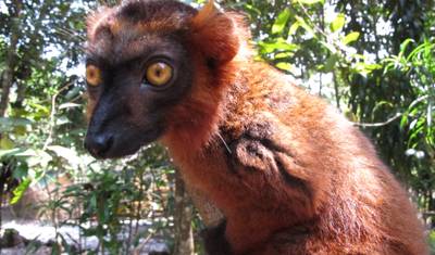 Excursão de 11 Dias ao Leste de Madagascar — 5