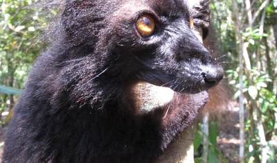 Excursão de 11 Dias ao Leste de Madagascar — 3