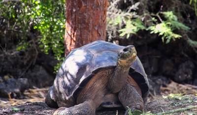 6 Day Galapagos Complete Island Hopping — 3