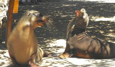 6 Day Galapagos Complete Island Hopping — 5