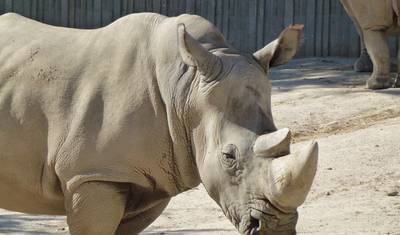 Thula Thula Game Reserve Experience 4Day/3nights ( Comfort) — 2