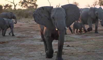 Thula Thula Game Reserve Experience 4Day/3nights ( Comfort) — 5
