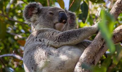 AUSTRALIA – Najważniejsze atrakcje Fidżi z Brisbane, Cairns, Melbourne, Sydney — 5