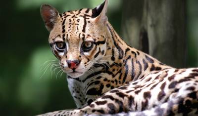 Czysta Amazonia - od źródła do ujścia — 5