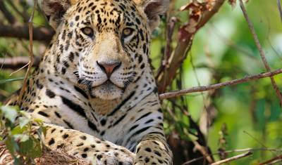 ジャガー、カイマン、オオアリクイの足跡をたどる旅 — 4