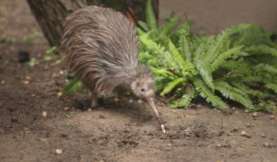 Maravilhas Naturais da Nova Zelândia — 3