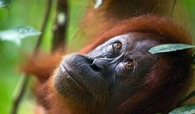 Orangutany, Smoki i Wulkany — 2