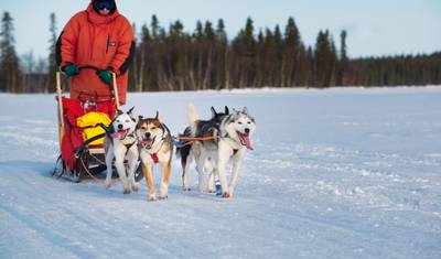 Sonho de Inverno Husky: Clássico — 3