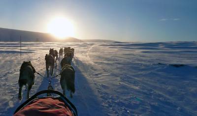 Sonho de Inverno Husky: Clássico — 4